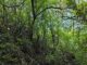 Becaria relevó la composición y diversidad de los bosques de la Reserva Santa Catalina