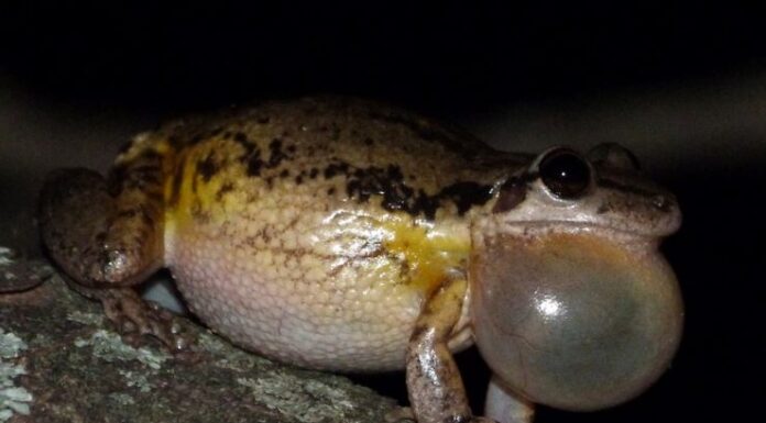 Indagan los secretos del aparato vocal de las ranas y cómo desarrollan el croar