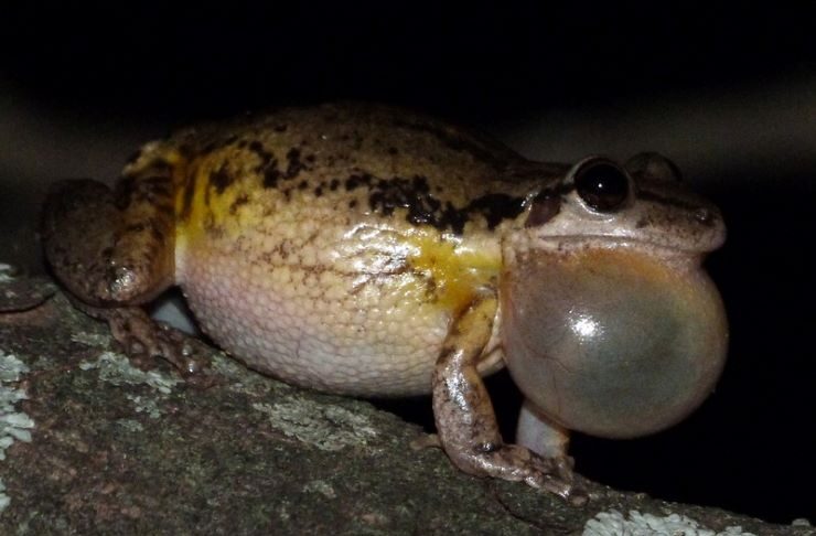 Indagan los secretos del aparato vocal de las ranas y cómo desarrollan el croar