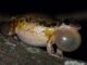 Indagan los secretos del aparato vocal de una especie de rana del nordeste argentino
