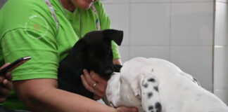 Se inauguró en la UNNE el primer Banco de Sangre Animal público del país