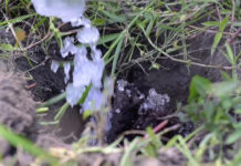 Analizan el uso de hidrogel en la restauración ecológica con especies de árboles nativos