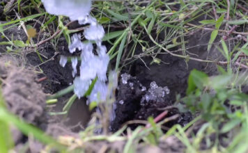 Analizan el uso de hidrogel en la restauración ecológica con especies de árboles nativos