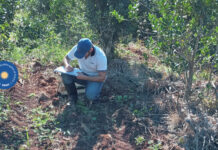 Desarrollan un método de censado de especies para el manejo de malezas en la yerba mate