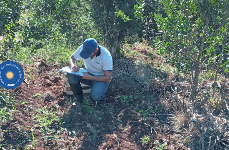 Desarrollan un método de censado de especies para el manejo de malezas en la yerba mate