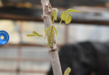 Destacan la alta viabilidad de los cultivares de mandiocas del Banco de Germoplasma CTES