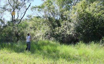 Restauración ecológica: una ciencia novedosa sobre la que buscan profundizar conocimientos