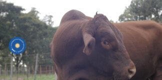 La Facultad de Ciencias Veterinarias tiene un servicio de garrapatas y enfermedades afines