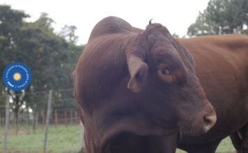 La Facultad de Ciencias Veterinarias tiene un servicio de garrapatas y enfermedades afines