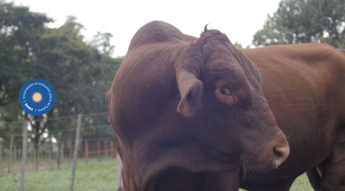 La Facultad de Ciencias Veterinarias tiene un servicio de garrapatas y enfermedades afines