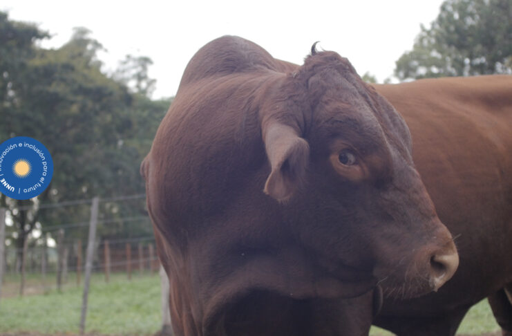 La Facultad de Ciencias Veterinarias tiene un servicio de garrapatas y enfermedades afines