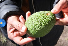 Con un manual de cultivo, promueven la producción de palta en la región