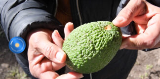 Con un manual de cultivo, promueven la producción de palta en la región
