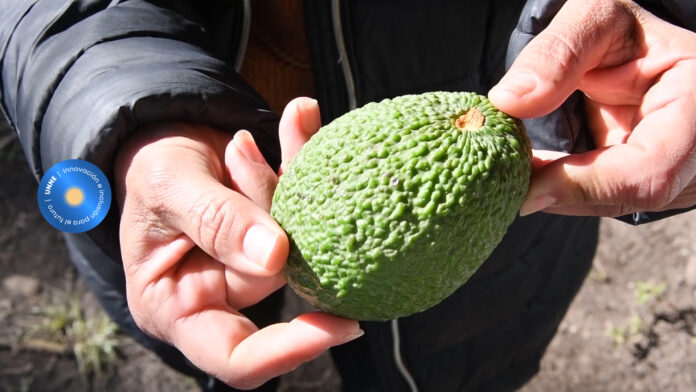 Con un manual de cultivo, promueven la producción de palta en la región