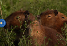 Con foco en el carpincho, estudiaron el impacto de grandes mamíferos en pastizales del Iberá