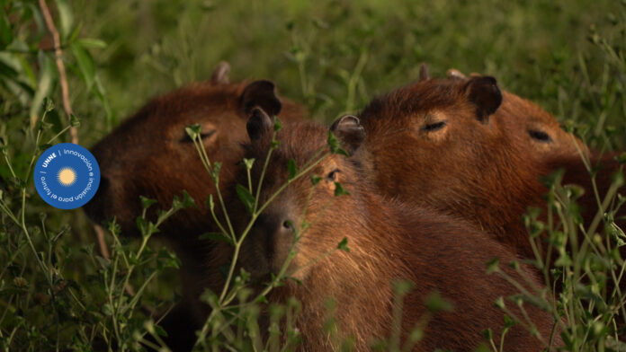 Con foco en el carpincho, estudiaron el impacto de grandes mamíferos en pastizales del Iberá
