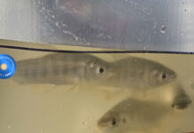 El Inicne desarrolla y promueve la cría de carnadas para la pesca recreativa