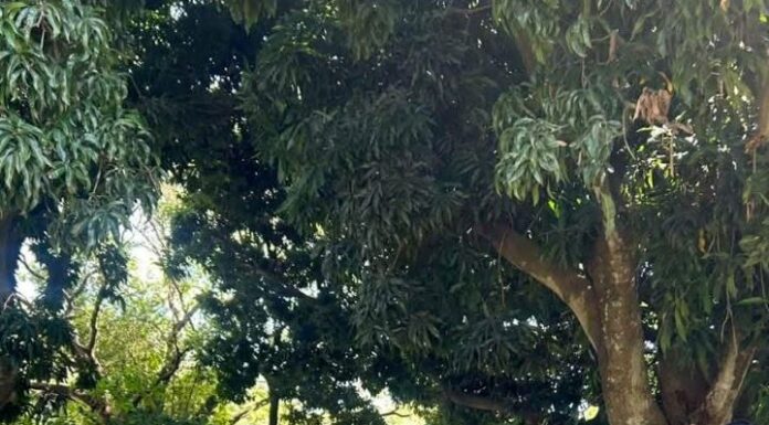 Vivero y educación ambiental: proyecto de extensión impulsa un arbolado urbano con especies nativas