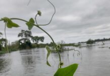 TRABAJO DEL IBONE Asignan categoría de «Peligro Crítico» a una planta endémica de Corrientes redescubierta tras 50 años