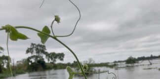 TRABAJO DEL IBONE Asignan categoría de «Peligro Crítico» a una planta endémica de Corrientes redescubierta tras 50 años