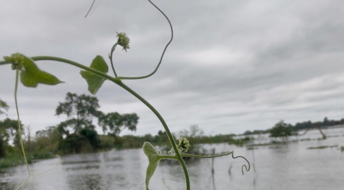 TRABAJO DEL IBONE Asignan categoría de «Peligro Crítico» a una planta endémica de Corrientes redescubierta tras 50 años