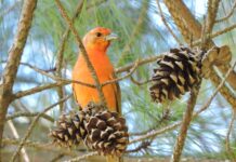 El «sotobosque» en forestaciones ayuda a mitigar la pérdida de funcionalidad para las aves