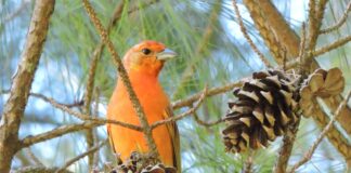 El «sotobosque» en forestaciones ayuda a mitigar la pérdida de funcionalidad para las aves