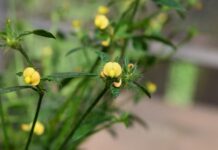 Primeras evaluaciones sobre el efecto de los incendios en la diversidad genética de una leguminosa nativa