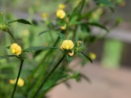 Primeras evaluaciones sobre el efecto de los incendios en la diversidad genética de una leguminosa nativa