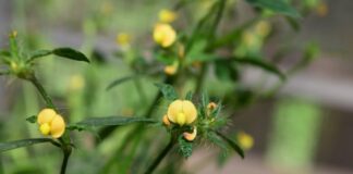 NUEVOS CONOCIMIENTOS Primeras evaluaciones sobre el efecto de los incendios en la diversidad genética de una leguminosa nativa