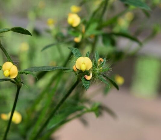Primeras evaluaciones sobre el efecto de los incendios en la diversidad genética de una leguminosa nativa