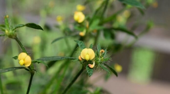 Primeras evaluaciones sobre el efecto de los incendios en la diversidad genética de una leguminosa nativa