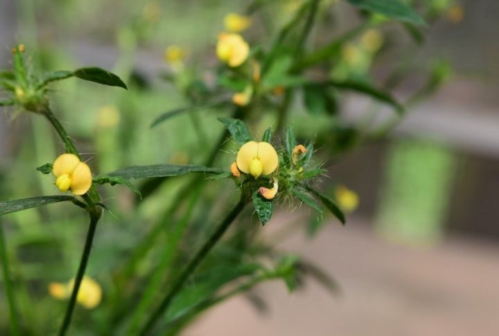Primeras evaluaciones sobre el efecto de los incendios en la diversidad genética de una leguminosa nativa