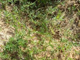 Leguminosas: un relevamiento da buenas noticias y obtiene muestras de material genético