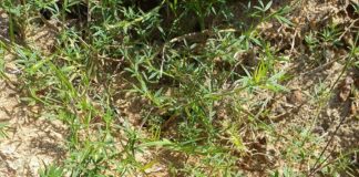 Ciencia y Tecnología Leguminosas: un relevamiento da buenas noticias y obtiene muestras de material genético