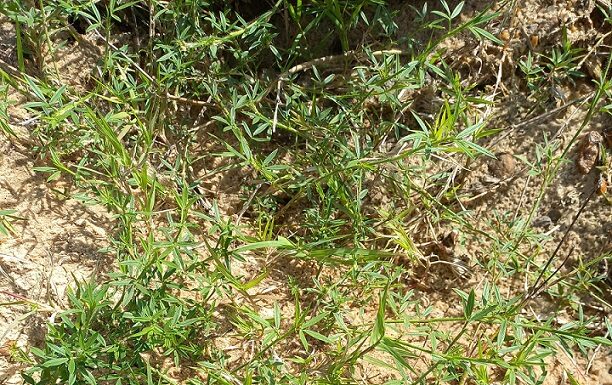 Ciencia y Tecnología Leguminosas: un relevamiento da buenas noticias y obtiene muestras de material genético