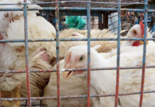 ANAHÍ LINDSTROM, COORDINADORA DE AGRICULTURA FAMILIAR EN CORRIENTES «Es importante es que los agricultores familiares sepan que la gripe aviar está presente»