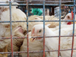 «Es importante es que los agricultores familiares sepan que la gripe aviar está presente»