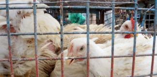 ANAHÍ LINDSTROM, COORDINADORA DE AGRICULTURA FAMILIAR EN CORRIENTES «Es importante es que los agricultores familiares sepan que la gripe aviar está presente»