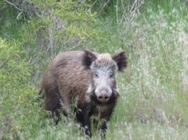 Investigadores de UNNE y Conicet respaldan preocupación del sector rural por especies animales invasoras en el NEA