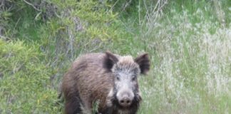 ESTRATEGIAS DE CONTROL Investigadores de UNNE y Conicet respaldan preocupación del sector rural por especies animales invasoras en el NEA
