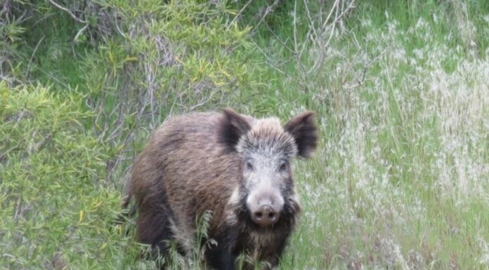 ESTRATEGIAS DE CONTROL Investigadores de UNNE y Conicet respaldan preocupación del sector rural por especies animales invasoras en el NEA