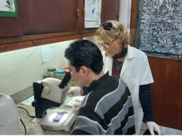 Estudian la caracterización microestructural de la lengua en un grupo de lagartos gecónidos