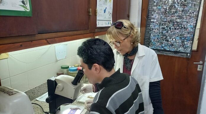 NUEVOS CONOCIMIENTOS Estudian la caracterización microestructural de la lengua en un grupo de lagartos gecónidos