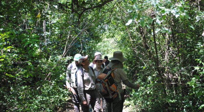 Proyecto de UNNE + Salud Exactas: trabajan en la sostenibilidad del bosque nativo urbano de la empresa TIPOITI