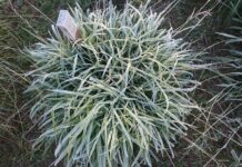 Descubren una variable clave que ayuda a un reconocido grupo de pasturas a resistir las heladas