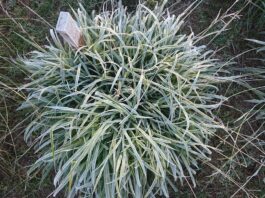 Descubren una variable clave que ayuda a un reconocido grupo de pasturas a resistir las heladas