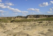 APORTE AL PATRIMONIO PALEONTOLÓGICO Describen el primer registro de un ñandú fósil en la formación Toropí/Yupoí en Corrientes