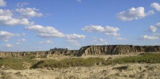 APORTE AL PATRIMONIO PALEONTOLÓGICO Describen el primer registro de un ñandú fósil en la formación Toropí/Yupoí en Corrientes