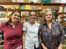 Aislaron compuestos bioactivos con potencial antidiabético a partir de harina de sorgo del NEA